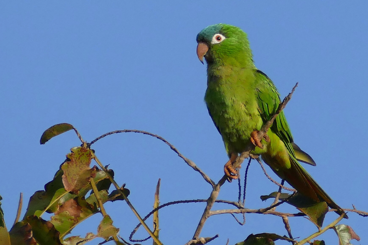 Noisy Blue Parrots Move In Across Florida's Space Coast
