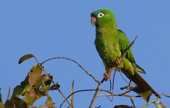 Noisy Blue Parrots Move In Across Florida's Space Coast