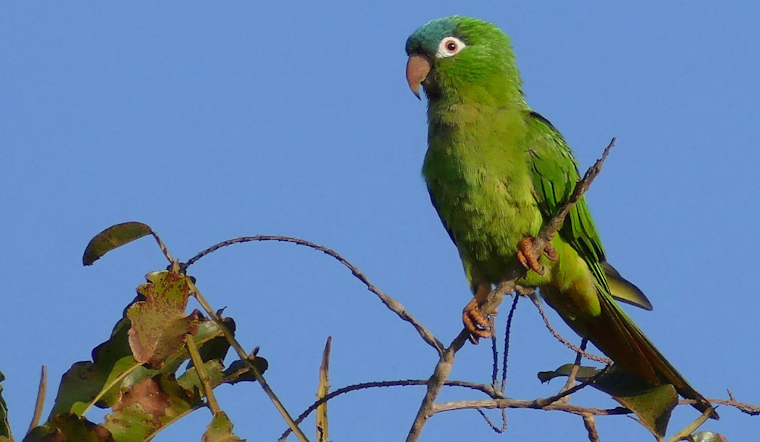 Noisy Blue Parrots Move In Across Florida's Space Coast