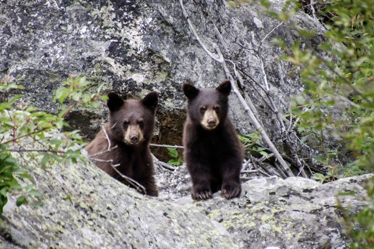 NorCal Orphan Bear Cubs Beat Odds After Bold Fall Release