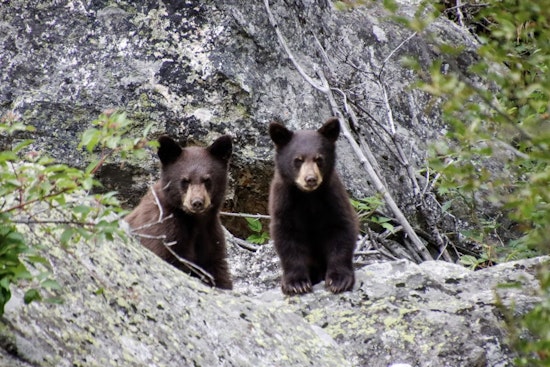NorCal Orphan Bear Cubs Beat Odds After Bold Fall Release