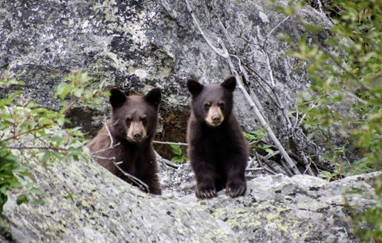 NorCal Orphan Bear Cubs Beat Odds After Bold Fall Release
