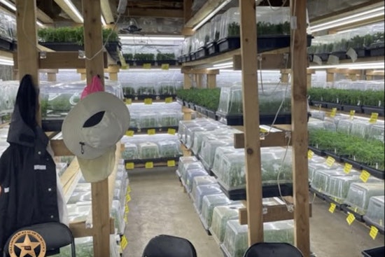Nowata Pot Raid Uproots 49,257 Plants, Sends Seven To ICE