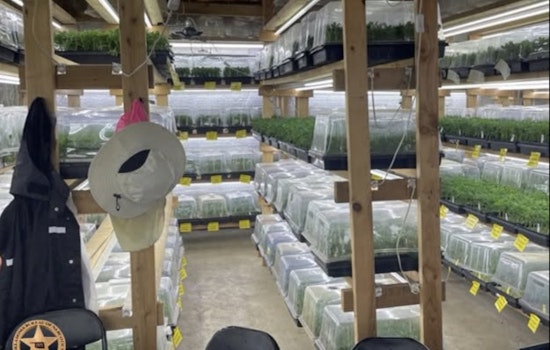 Nowata Pot Raid Uproots 49,257 Plants, Sends Seven To ICE
