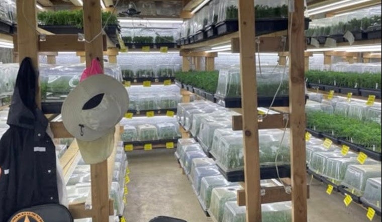 Nowata Pot Raid Uproots 49,257 Plants, Sends Seven To ICE