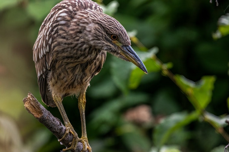 NYC’s Nightlife Bird On The Brink As Harbor Herons Vanish