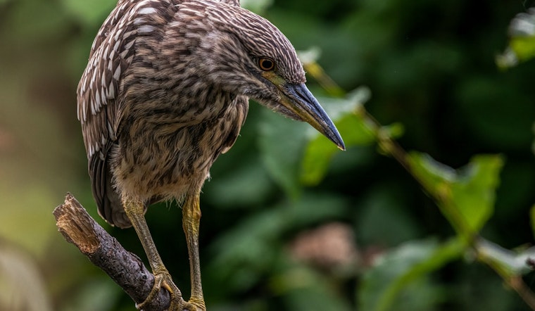 NYC’s Nightlife Bird On The Brink As Harbor Herons Vanish