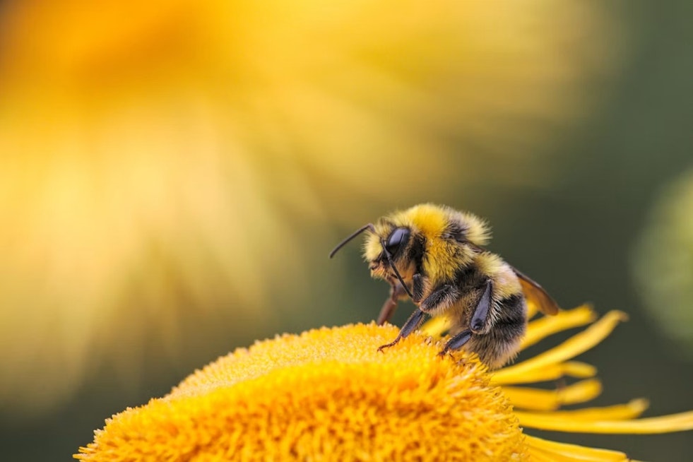 Oakland Porch Piled With Dead Bees Triggers Zombee Scare