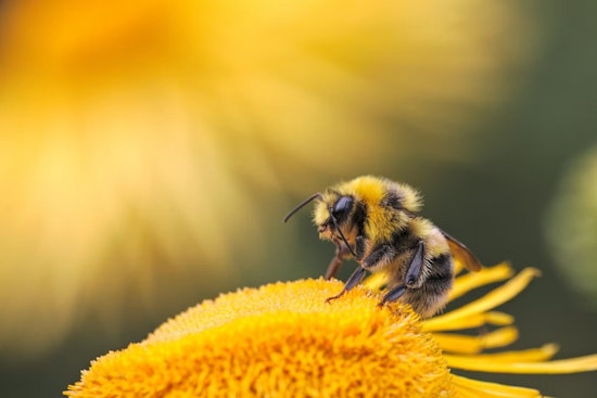 Oakland Porch Piled With Dead Bees Triggers Zombee Scare