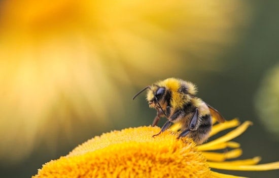 Oakland Porch Piled With Dead Bees Triggers Zombee Scare