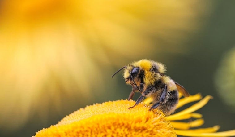 Oakland Porch Piled With Dead Bees Triggers Zombee Scare
