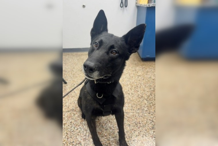 Oklahoma City K9 Dragged by Stolen Truck, Still Comes Out Top Dog