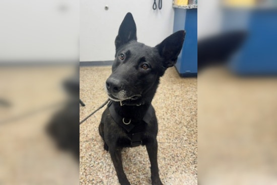 Oklahoma City K9 Dragged by Stolen Truck, Still Comes Out Top Dog