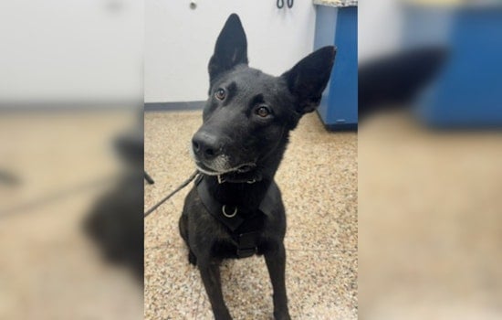 Oklahoma City K9 Dragged by Stolen Truck, Still Comes Out Top Dog