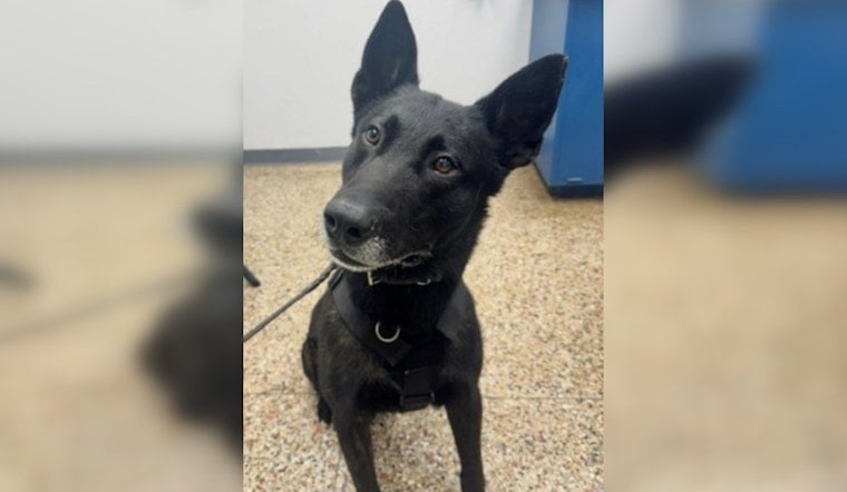 Oklahoma City K9 Dragged by Stolen Truck, Still Comes Out Top Dog