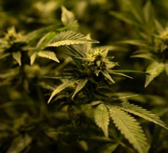 Oklahoma Limits Edible THC And Bans Kid-Friendly Packaging