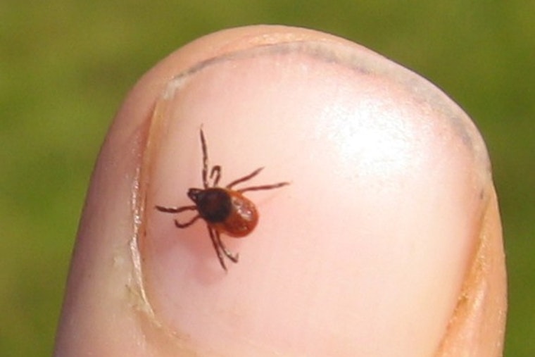 Oregon Crawling With Ticks as Meat Allergy Threat Creeps In