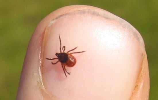 Oregon Crawling With Ticks as Meat Allergy Threat Creeps In