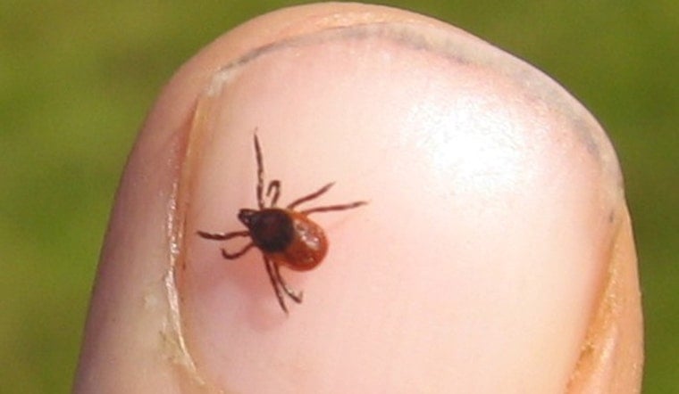 Oregon Crawling With Ticks as Meat Allergy Threat Creeps In