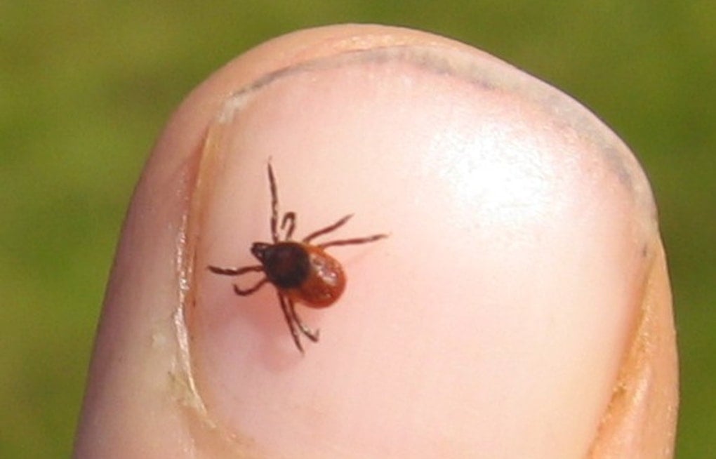 Oregon Crawling With Ticks as Meat Allergy Threat Creeps In