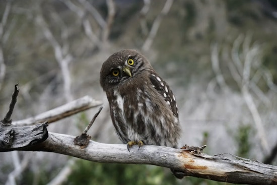 Oregon Owl Sleuths Swap Midnight Hikes For Forest Spy Mics