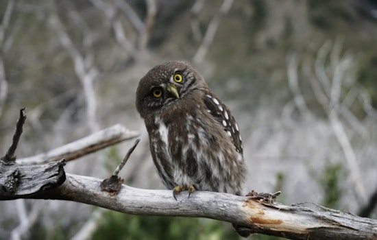 Oregon Owl Sleuths Swap Midnight Hikes For Forest Spy Mics