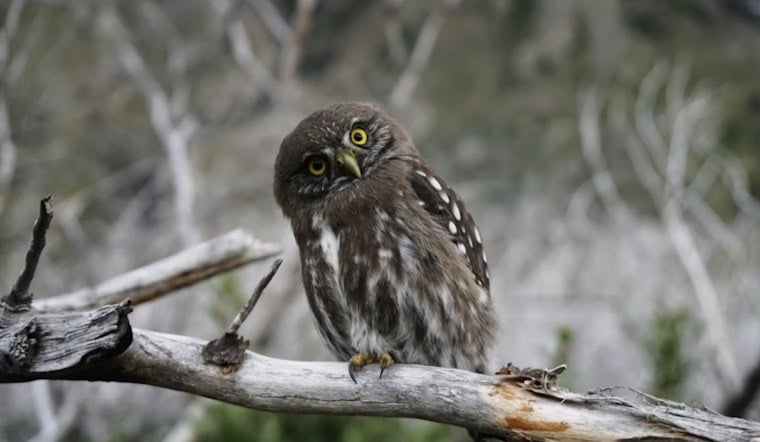 Oregon Owl Sleuths Swap Midnight Hikes For Forest Spy Mics