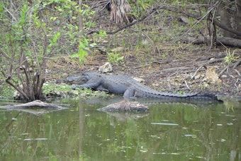 Outer Banks Gator Execution Caught On Video As Virginia Man Caves In Court