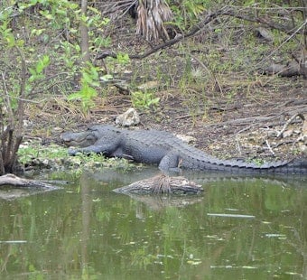Outer Banks Gator Execution Caught On Video As Virginia Man Caves In Court