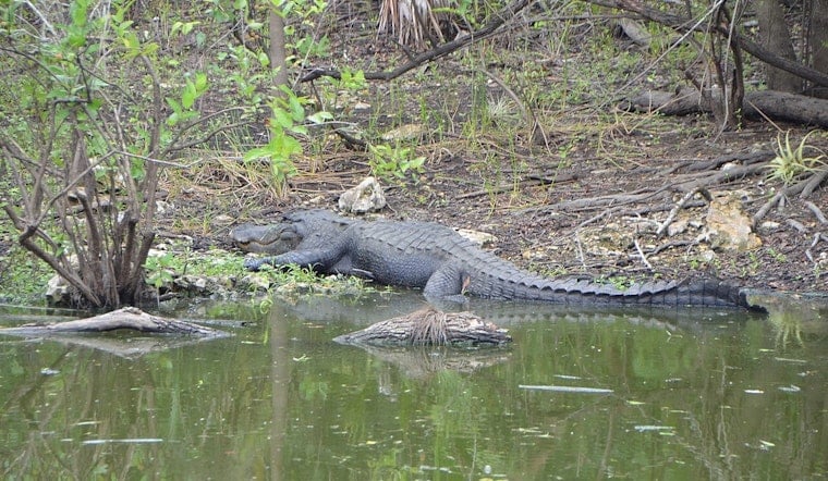 Outer Banks Gator Execution Caught On Video As Virginia Man Caves In Court