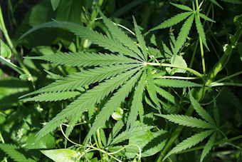 Pasadena Pot Shop Showdown Behind Ritchie Highway Homes