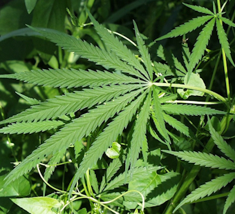 Pasadena Pot Shop Showdown Behind Ritchie Highway Homes