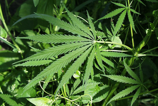 Pasadena Pot Shop Showdown Behind Ritchie Highway Homes