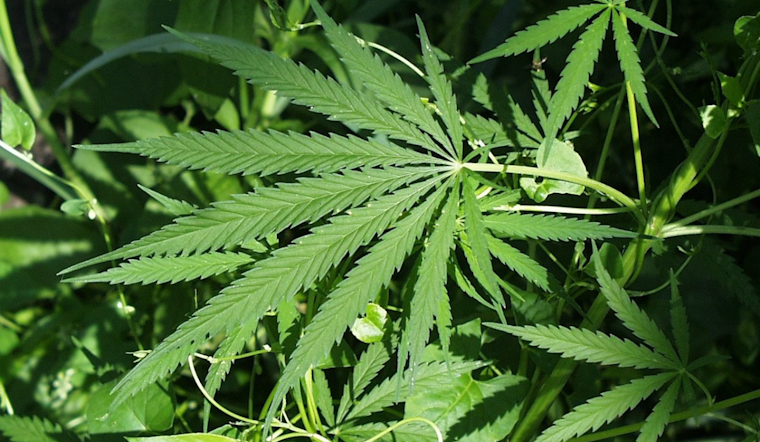 Pasadena Pot Shop Showdown Behind Ritchie Highway Homes