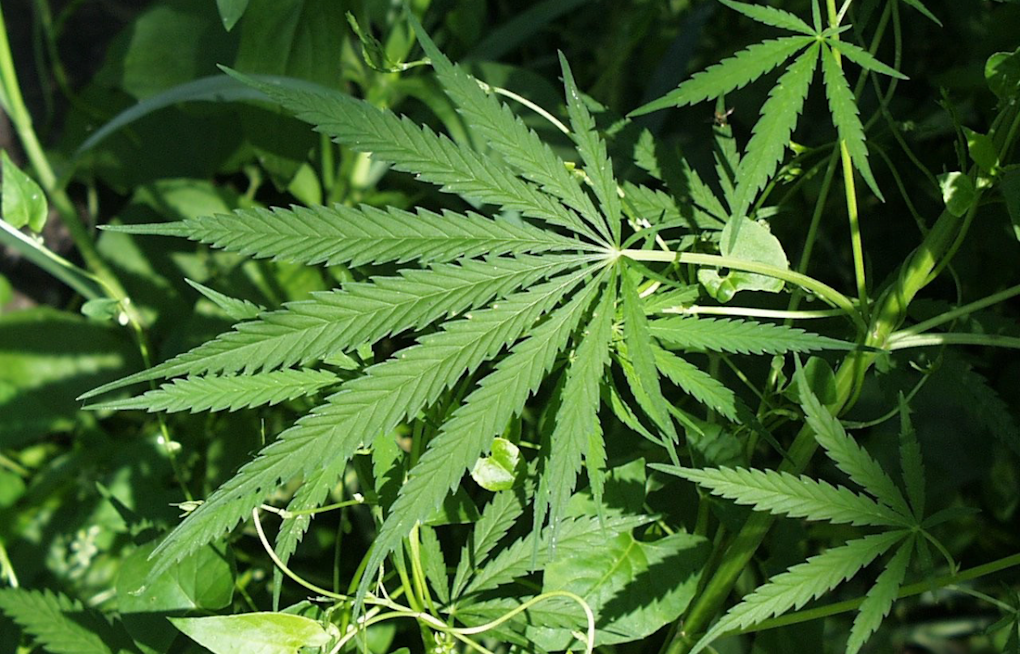 Pasadena Pot Shop Showdown Behind Ritchie Highway Homes