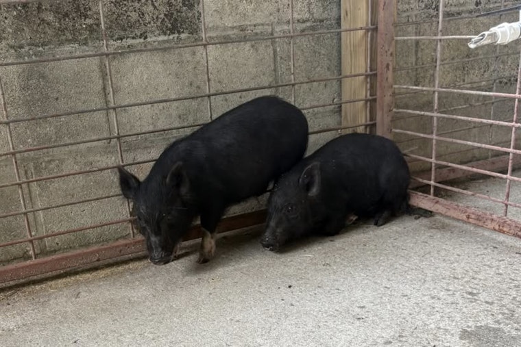 Pasco Pig Hunt: Deputies Track Wandering Trio In Shady Hills