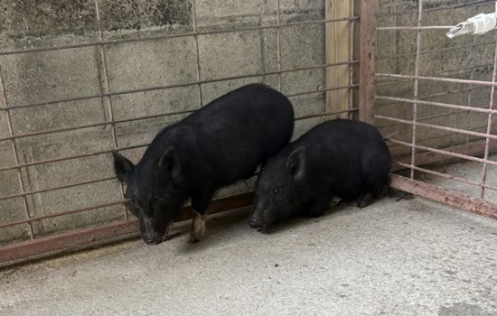 Pasco Pig Hunt: Deputies Track Wandering Trio In Shady Hills