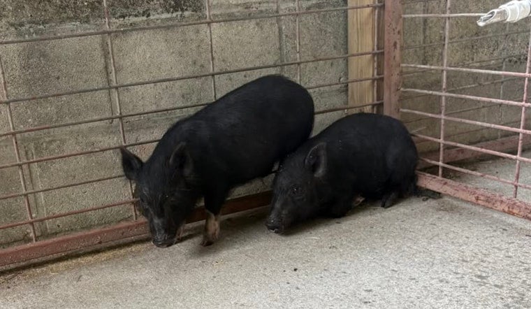 Pasco Pig Hunt: Deputies Track Wandering Trio In Shady Hills