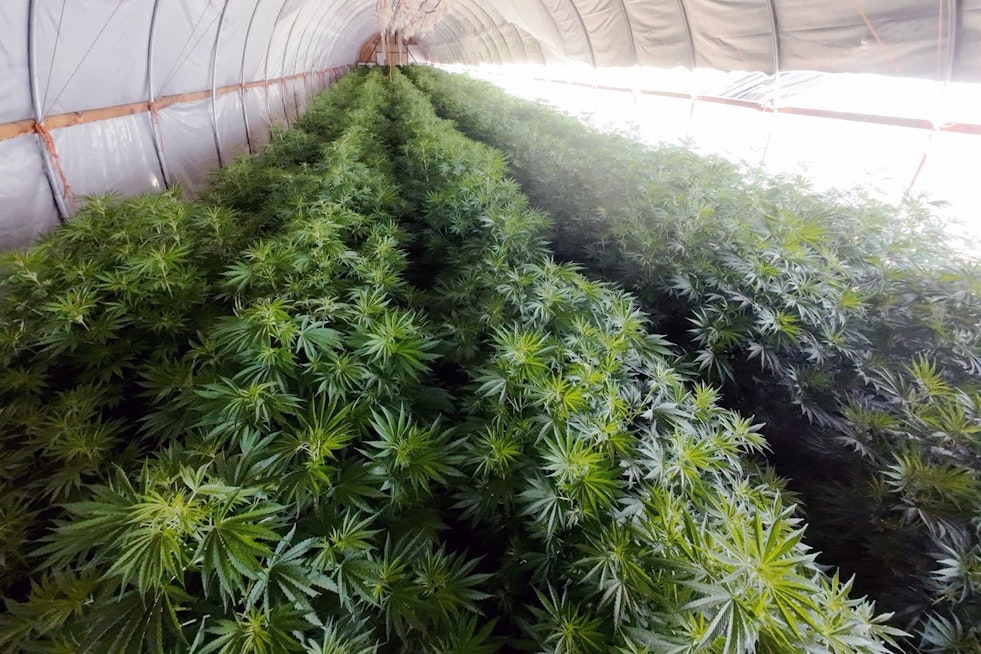Pear Orchard Pot Plot Busted Near Central Point, Cops Say