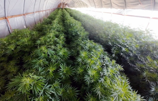 Pear Orchard Pot Plot Busted Near Central Point, Cops Say