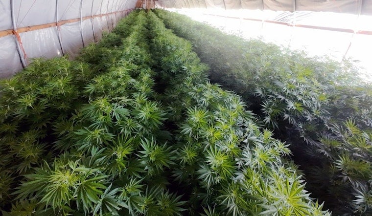 Pear Orchard Pot Plot Busted Near Central Point, Cops Say