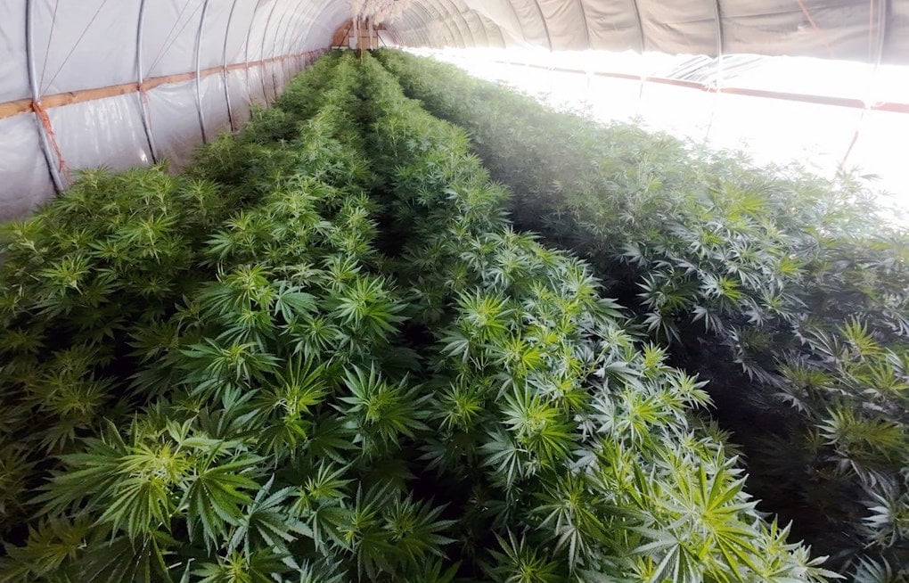 Pear Orchard Pot Plot Busted Near Central Point, Cops Say