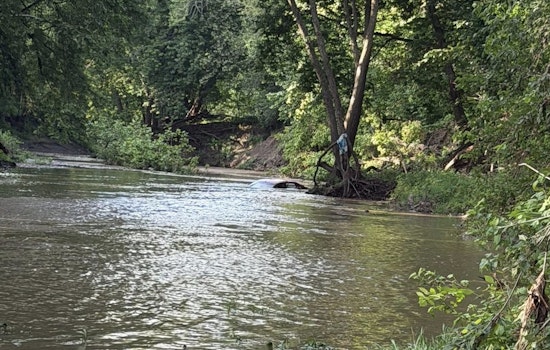 Pettis County Driver And Dog Hang On To Tree For 8 Hours After Flood Sweep