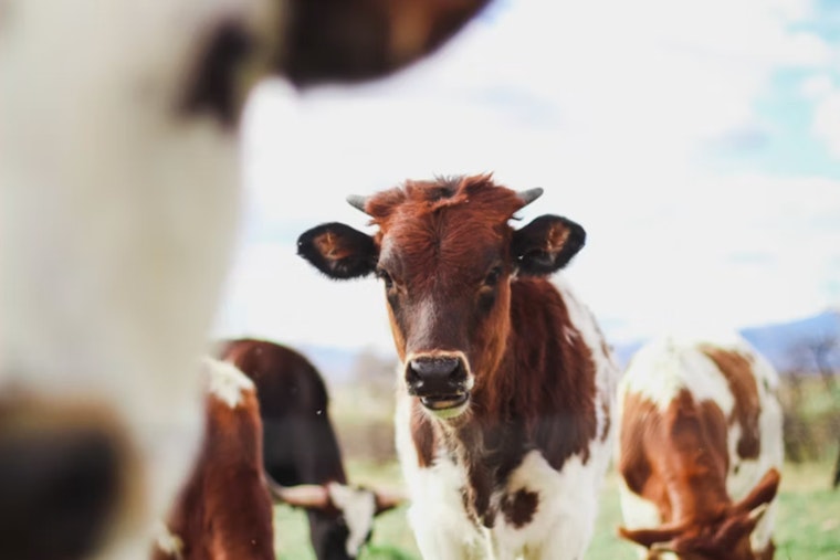 Phoenix Community Outraged After Pregnant Cow Gunned Down On Local Road