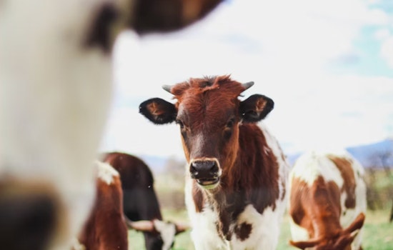 Phoenix Community Outraged After Pregnant Cow Gunned Down On Local Road