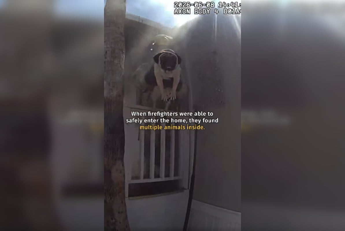 Phoenix Cops Charge Into Burning Trailer to Save Four Pugs and a Turtle
