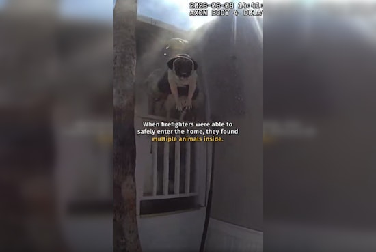 Phoenix Cops Charge Into Burning Trailer to Save Four Pugs and a Turtle