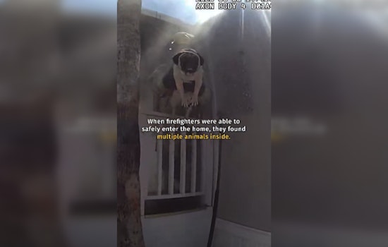 Phoenix Cops Charge Into Burning Trailer to Save Four Pugs and a Turtle