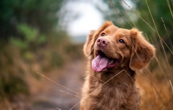 Phoenix Puts Heat on Owners Who Leave Dogs Out to Bake
