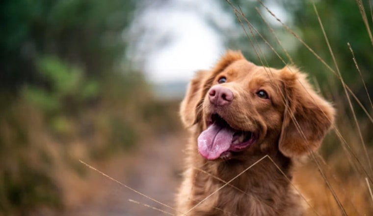 Phoenix Puts Heat on Owners Who Leave Dogs Out to Bake